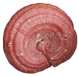 《女神异闻录3P & 4G》预购已开启 登陆各大平台